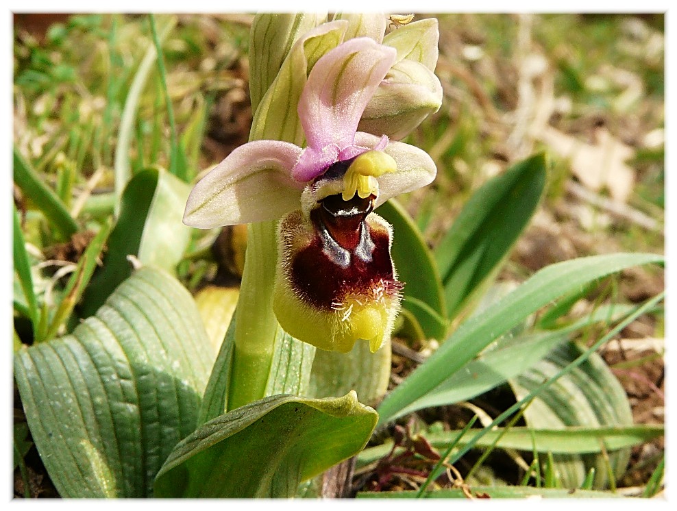 Ophrys tenthredinifera